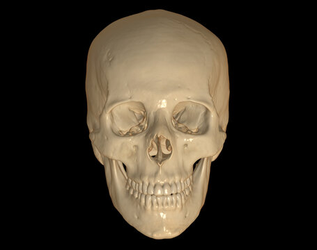 Skull 3D Rendering image .