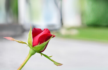 single red rose