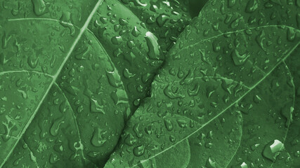 Nature background of green leaf with water drops