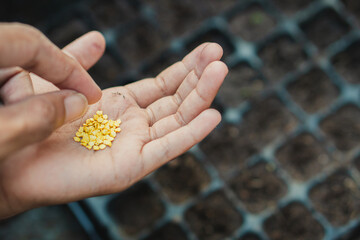 Farmer starting seeds in a greenhouse