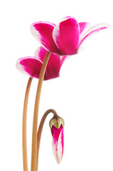 Cyclamen flowers closeup