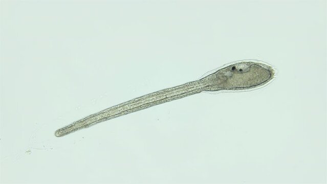 Larva of sea squirts Halocynthia pyriformis under microscope, class Ascidiacea. Larva is similar to a tadpole and has a notochord, Chordata. White sea