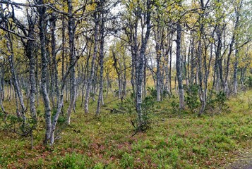 Obraz premium autumn in the woods