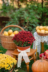 Autumn composition: yellow pears, red apples, pumpkin, autumn flowers. Autumn harvest in the garden.