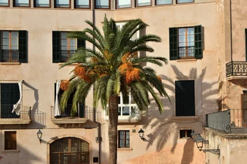 Rolgordijnen Palme in Palma de Mallorca © JS