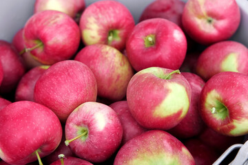 Farmer's Hand Picking Ripe Apples and Puts it in the Basket. Apple Orchard. Harvesting. Big Red delicious Apples Hanging in Tree Branch. Fruit Garden at Fall Harvest. Autumn Cloudy Day, Soft Shadow 4K