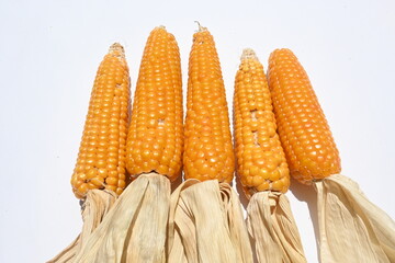 Corn cobs. Ear of corn isolated on white background. Corn Maize is a popular food of all over world. This is a complete food for humans. 