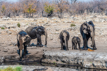 A view of a family of Elephants on the far side of a waterhole in the Etosha National Park in Namibia in the dry season