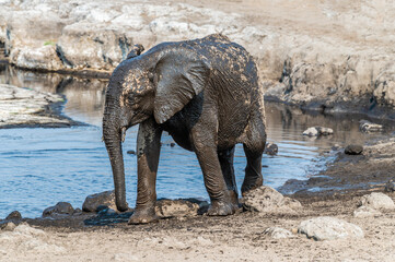 A view of a mud covered infant Elephant at a waterhole in the Etosha National Park in Namibia in the dry season