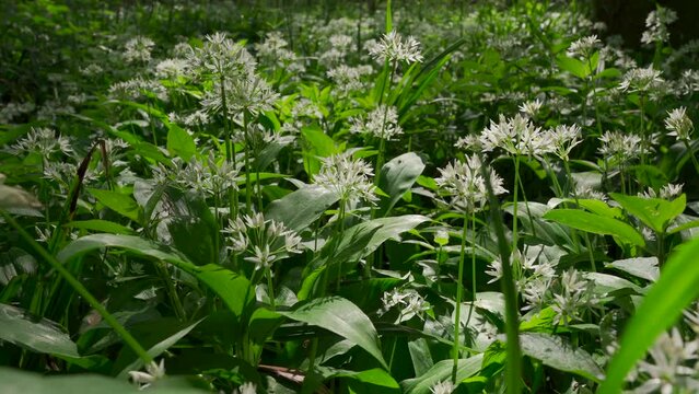 Closeup shot of wild garlic in a British woodland during springtime