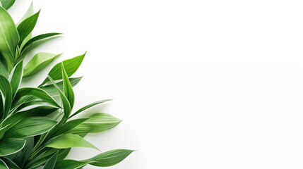 Green Plants on White Background - obrazy, fototapety, plakaty
