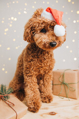 Close-up small ginger poodle dog in a Santa cap on a light background. Pet's portrait. Christmas greetings card, front view