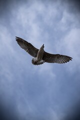 A flying gull