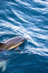 dolphin in the water