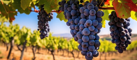 Mature syrah grapes for ros or red wine ready for harvest in Cotes de Provence vineyards south of France With copyspace for text - obrazy, fototapety, plakaty