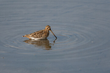 Common Snipe (Gallinago gallinago) searching for food in a marsh.