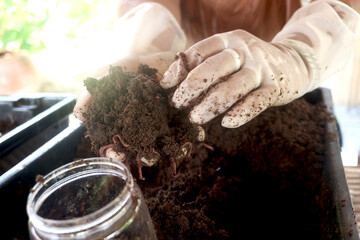 Earthworms on gardener hand, earthworm in dirt for organic fertilizer farming, raising worm...