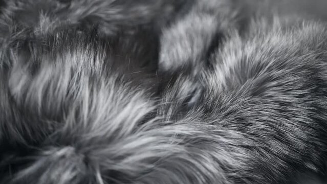 Silver fox Fur background. Gray with black real Fur clothes texture closeup. Soft and fluffy grey silver fox macro shot. Fluffy Texture surface. Backdrop.