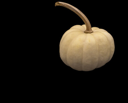 single white pumpkin on a black background