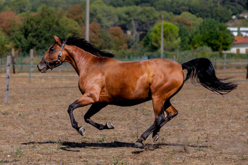 Brown horse galloping on a meadow