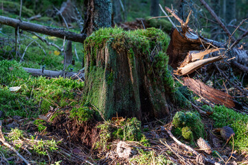 Close up of dead tree stump with green moss