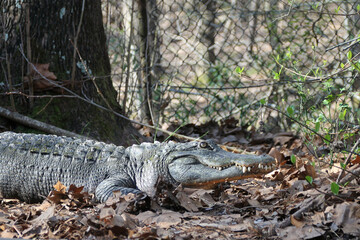 Sunning alligator at the zoo