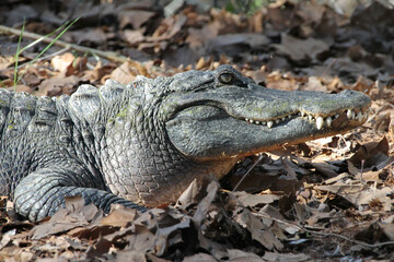 Sunning alligator at the zoo