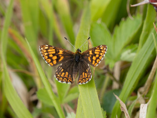 Duke of Burgundy Butterfly Resting
