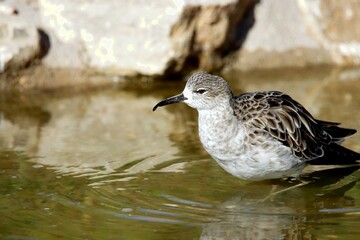 oiseau