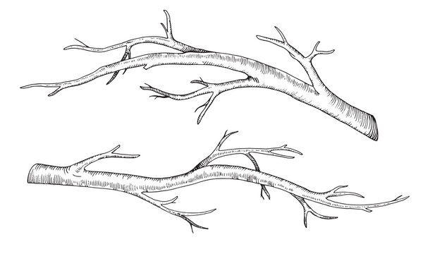Branch tree set. Vector illustration of dry leaf less twig. Hand drawn graphic clip art of bare on isolated background. Linear drawing of bark bough. Outline sketch of stick. Black contour line art