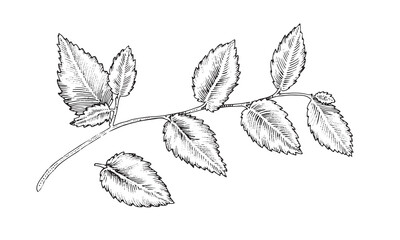 Leaf tree branch. Vector illustration of leaves. Hand drawn graphic clip art of sprig. Twig outline on white isolated background. Linear drawing of leaves. Sketch of foliage contour. Black line art