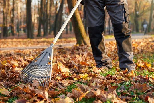 Unrecognizable male worker using fan rake to gather fallen leaves in resting city area. Crop view of man wearing workwear raking leaves, cleaning park alleys at sunny day. Concept of seasonal work.