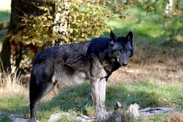 Naklejka premium loup