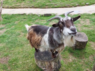goat on the meadow