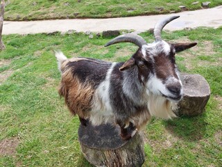 goat on the farm