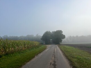 Foggy countryside view, rural landscape, mist on the field