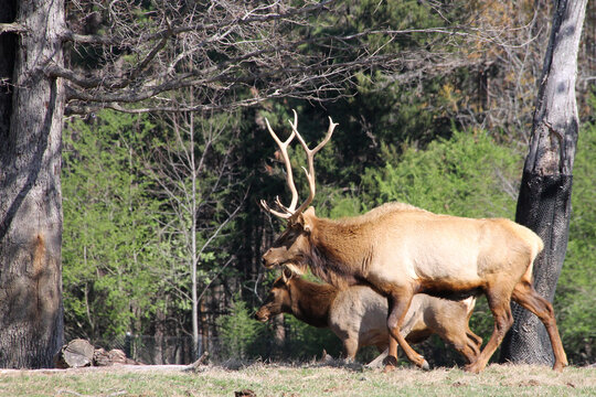 Two elk at the zoo