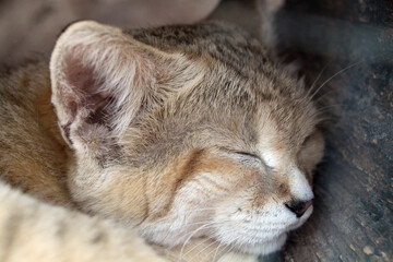 Sleeping sand cat at the zoo