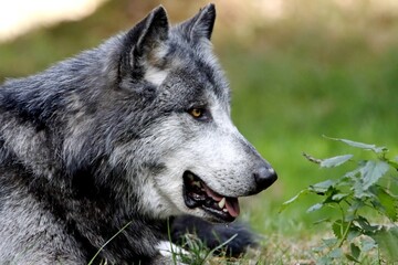 loup