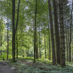 tall logs of wood at Burgberger slope, Germany