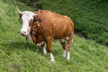 Fleckview cow on green slope near Burgberger  Germany