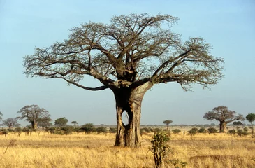 Fotobehang Adamsomia digitata, Baobab, mangé par les éléphants, Parc national du Tarangire, Tanzanie © JAG IMAGES