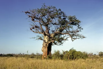 Foto op Canvas Adamsomia digitata, Baobab, mangé par les éléphants, Parc national du Tarangire, Tanzanie © JAG IMAGES