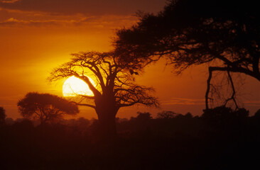 coucher de soleil, Adamsomia digitata, Baobab, Parc national du Ruaha, Tanzanie