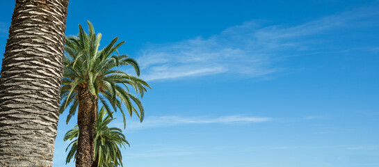 palma daktylowa na tle niebieskiego nieba, wakacje pod palmą