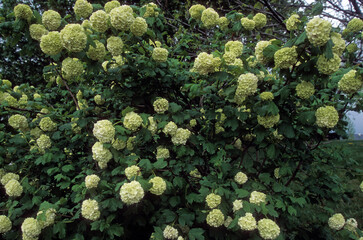 Viorne obier, Boule de neige 'Roseum',.Viburnum opulus