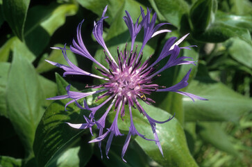 Centaurea montana, Centaurée des montagnes, Bleuet vivace