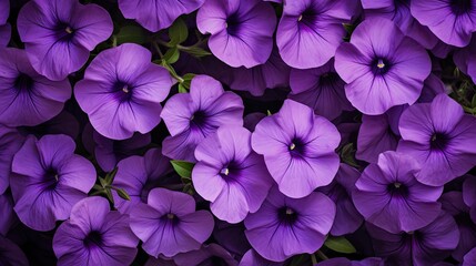 Petunia Patterns: Purple petunias laid in a distinct pattern, creating rhythm and flow against the backdrop - obrazy, fototapety, plakaty
