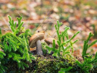 Fototapeta premium Edible mushroom in the forest close-up