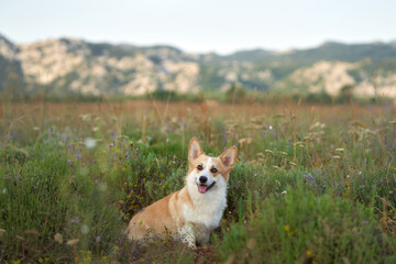 dog in a flowery field. smiling pembroke corgi in nature. Pet outside 